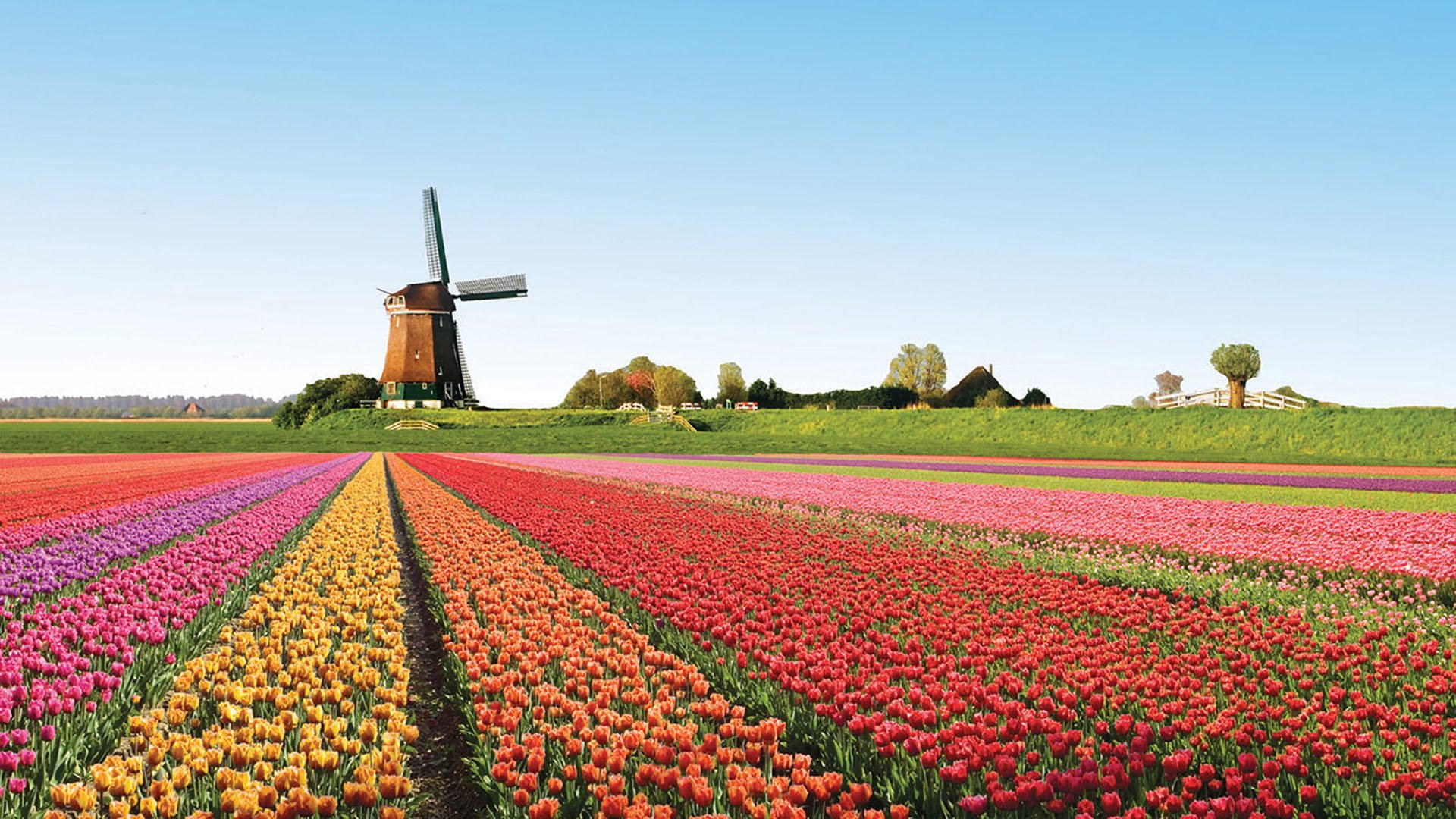 Illustration. Excursion en autobus en Hollande - Parc des tulipes Keukenhof. Автобусная экскурсия Голландия - Парк тюльпанов Кекенхоф. source © imatla-flowers.com.ua. 2025-04-05